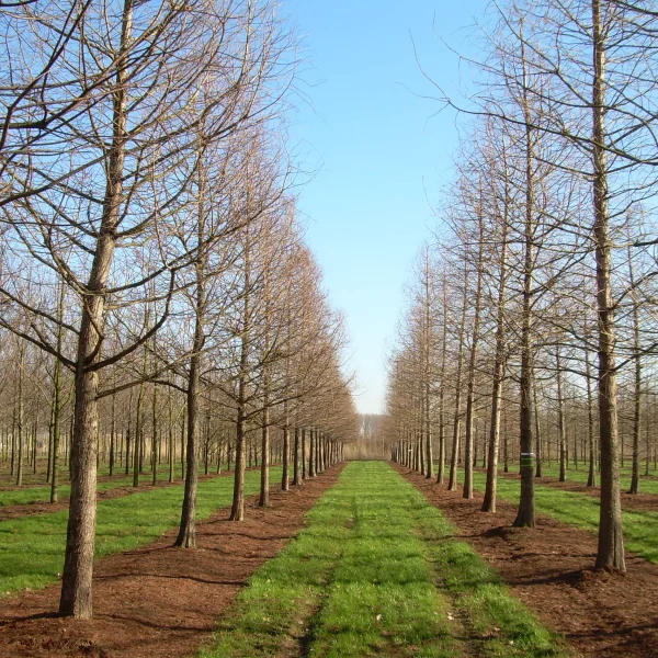 Taxodium distichum – Sumpfzypresse