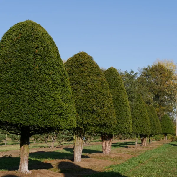 Taxus baccata – Gewöhnliche Eibe