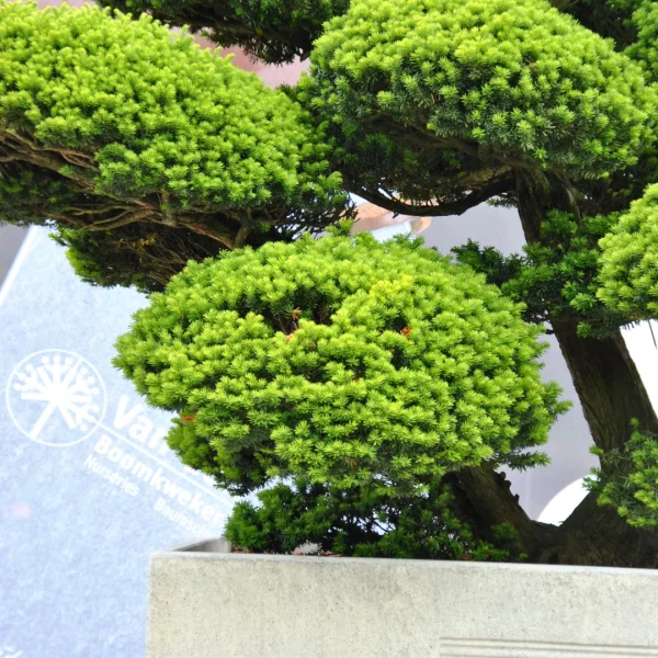 Taxus cuspidata – Japanische Eibe