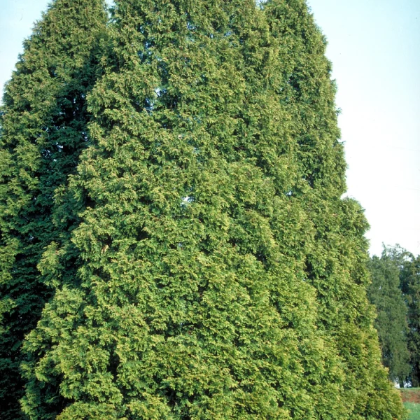 Thuja occidentalis – Abendländischer Lebensbaum