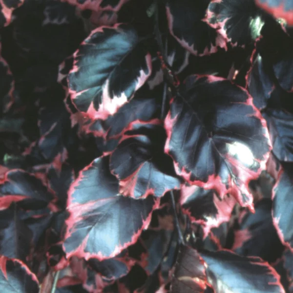 Fagus sylvatica 'Tricolor' – Fagus sylvatica 'Tricolor'
