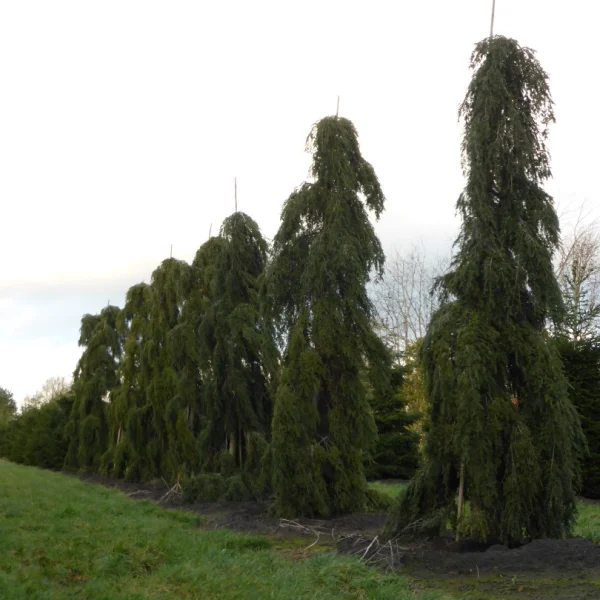 Tsuga canadensis 'Pendula' – Hänge-Hemlocktanne