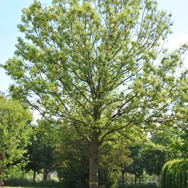 Fraxinus excelsior 'Jaspidea' – Gold Esche