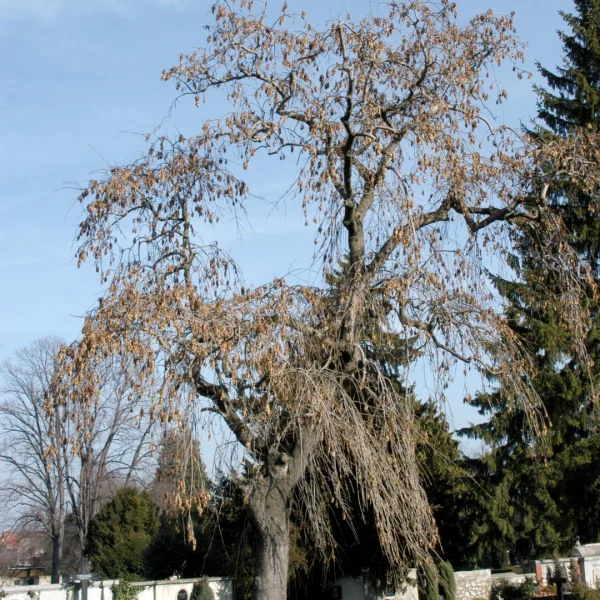 Fraxinus excelsior 'Pendula' – Hänge-Esche