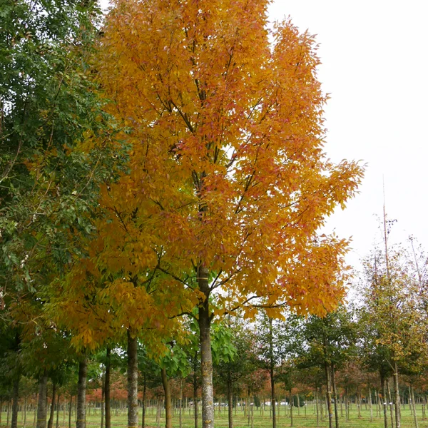 Fraxinus pennsylvanica CIMMARON ('Cimmzam') – Fraxinus pennsylvanica CIMMARON ('Cimmzam')
