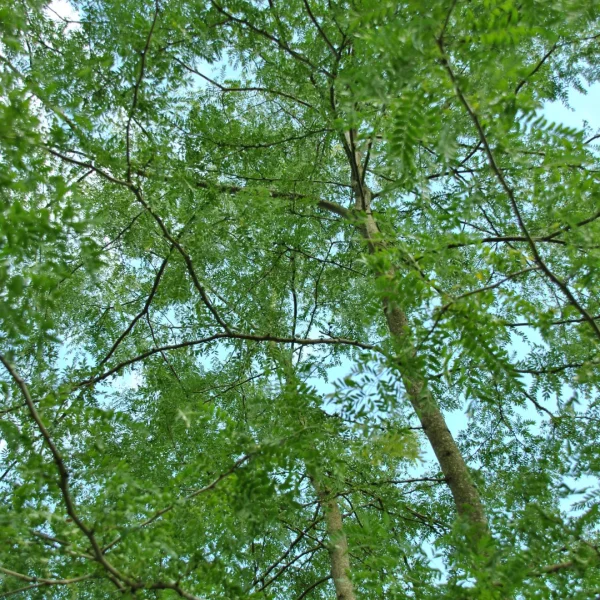 Gleditsia triacanthos f. inermis – Gleditsia triacanthos f. inermis