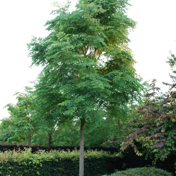 Gymnocladus dioica – Geweihbaum
