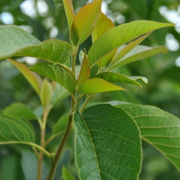 Halesia carolina 'UConn Wedding Bells' – Halesia carolina 'Wedding Bells'