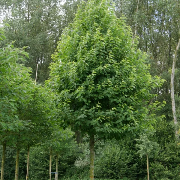 Halesia monticola – Schneeglöckchenbaum