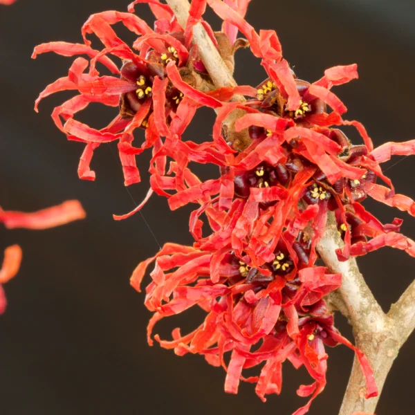 Hamamelis ×intermedia 'Diane' – Hamamelis ×intermedia 'Diane'