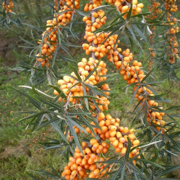 Hippophae rhamnoides 'Hergo' – Hippophae rhamnoides 'Hergo'