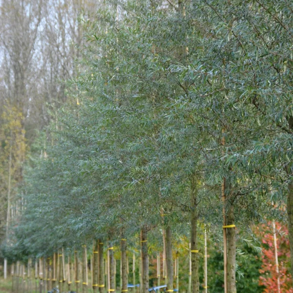 Hippophae salicifolia 'Robert' – Sanddorn