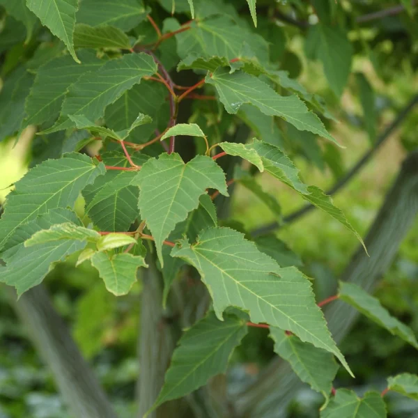 Acer pensylvanicum – Streifen-Ahorn