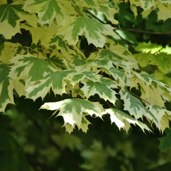 Acer platanoides 'Drummondii' – Acer platanoides 'Drummondii'