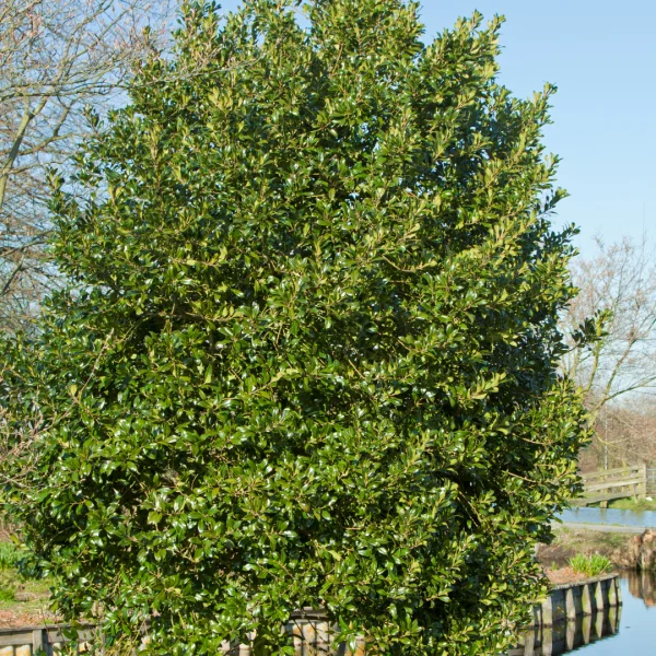 Ilex aquifolium 'Atlas' – Ilex aquifolium 'Atlas'