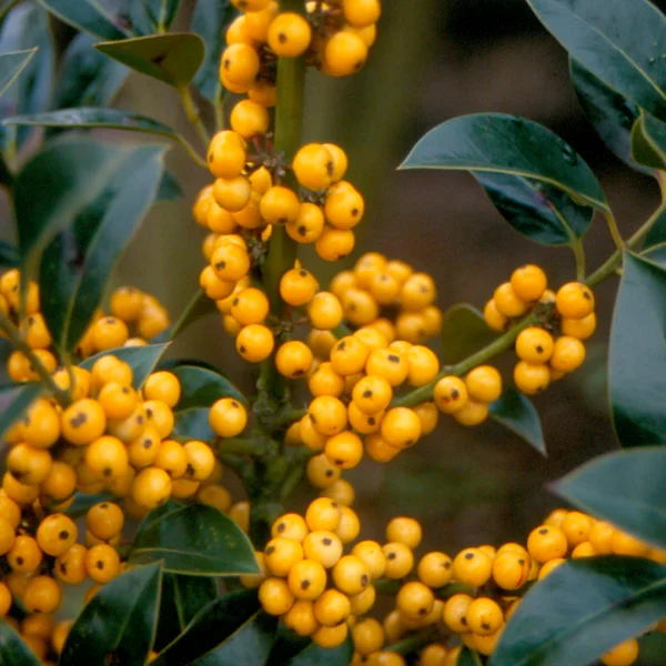 Ilex aquifolium 'Bacciflava' – Ilex aquifolium 'Bacciflava'