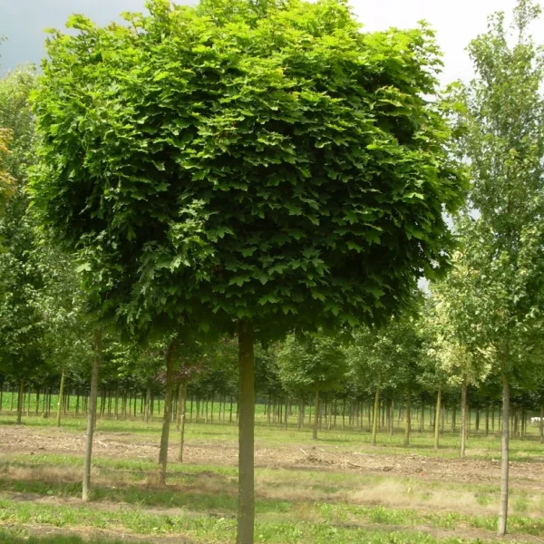 Acer platanoides 'Globosum' – Kugel-Ahorn