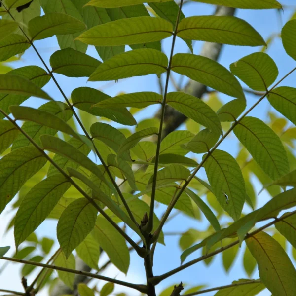 Juglans ailantifolia – Japanische Walnuss