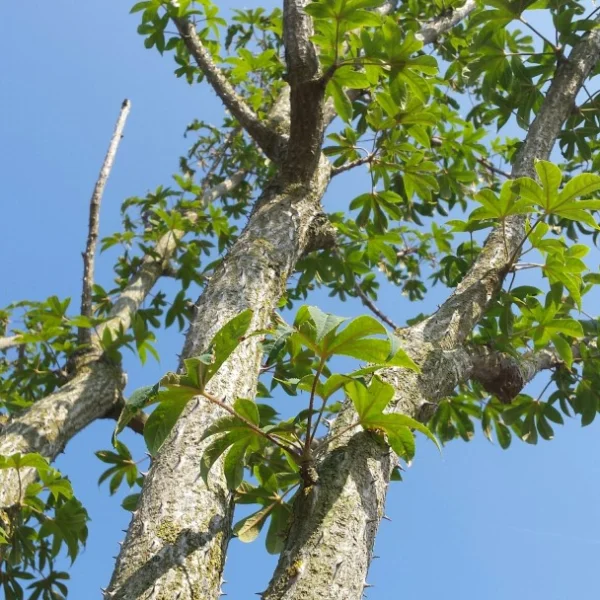 Kalopanax septemlobus – Baumaralie