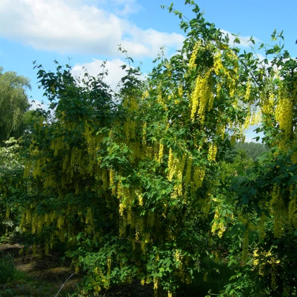 Laburnum anagyroides – Gemeiner Goldregen, Gemeiner Bohnenbaum