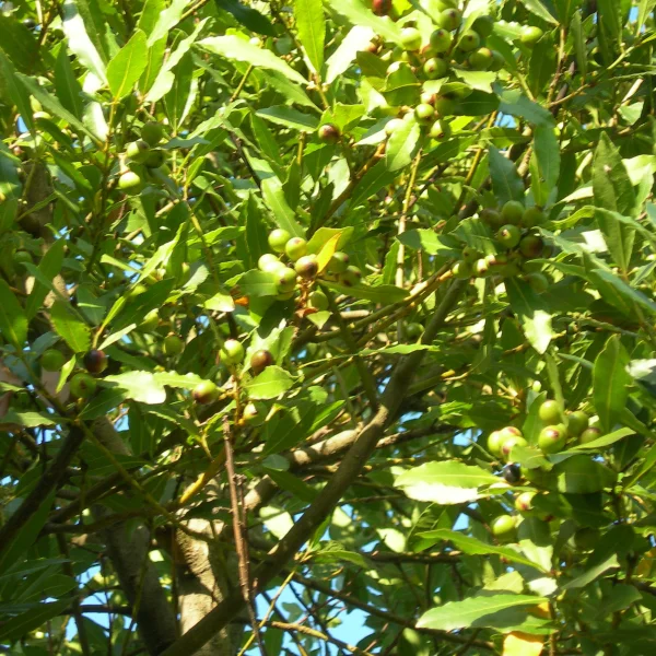Laurus nobilis – Laurus nobilis