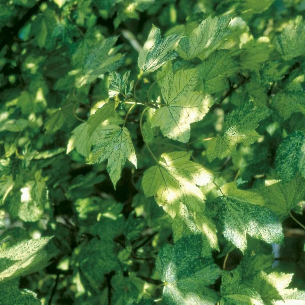 Acer pseudoplatanus 'Leopoldii' – Acer pseudoplatanus 'Leopoldii'