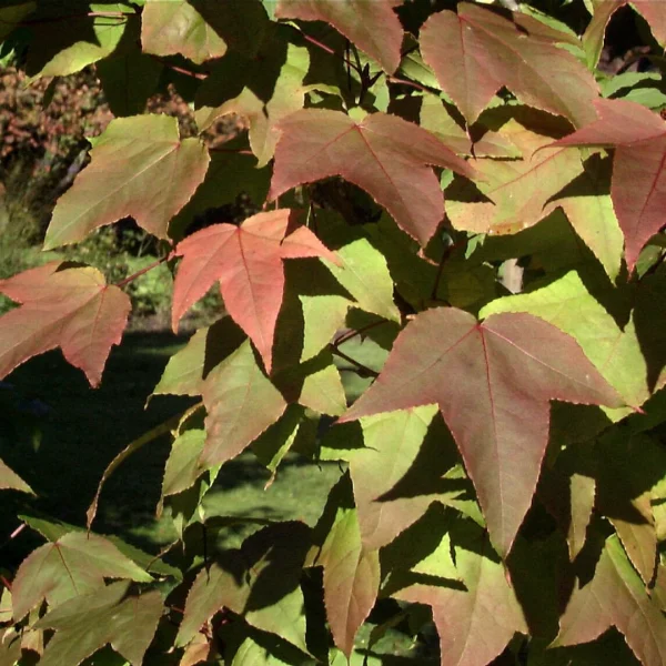 Liquidambar formosana var. monticola – Formosischer Amberbaum