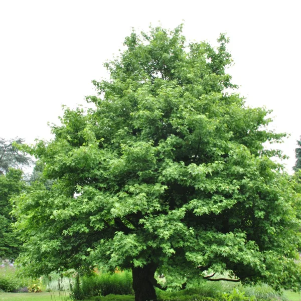 Liquidambar orientalis – Orientalischer Amberbaum