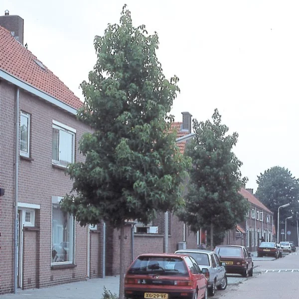 Liquidambar styraciflua 'Festival' – Liquidambar styraciflua 'Festival'