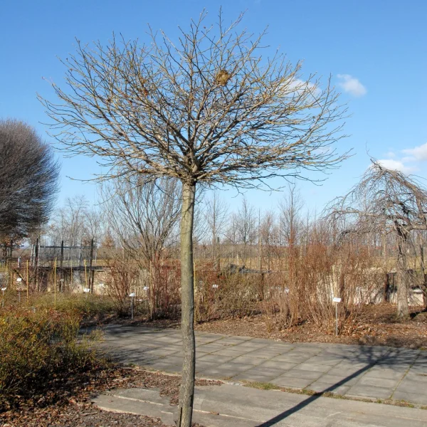 Liquidambar styraciflua 'Gum Ball' – Liquidambar styraciflua 'Gum Ball'