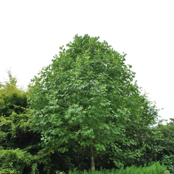 Liriodendron chinense – Chinesischer Tulpenbaum