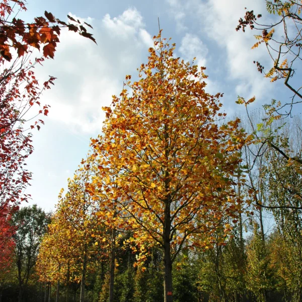 Liriodendron tulipifera – Amerikanischer Tulpenbaum