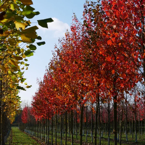 Acer rubrum – Rot-Ahorn, Scharlach-Ahorn, Sumpf-Ahorn