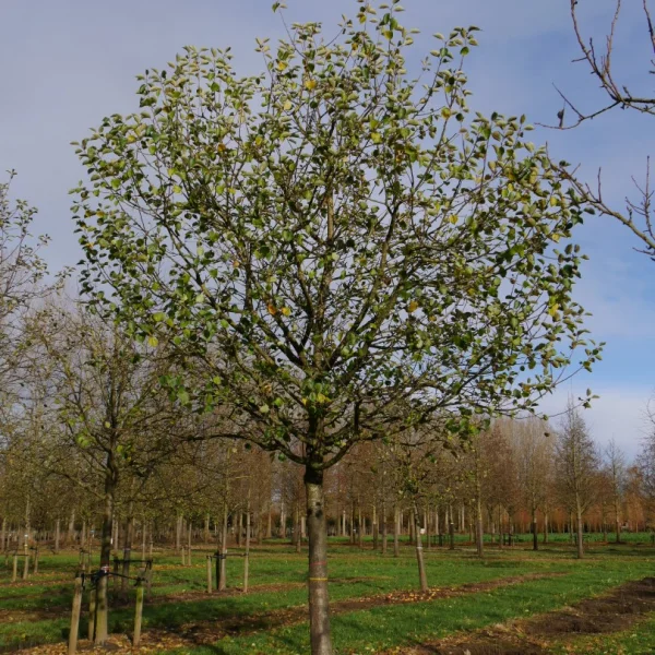 Malus domestica 'Bramley's Seedling' – Malus domestica 'Bramley's Seedling'