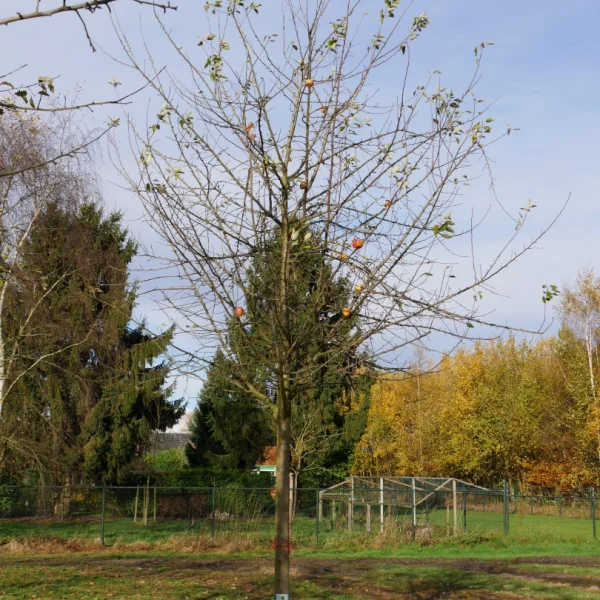 Malus domestica 'Cox Orange Pippin' – Malus 'Cox Orange Pippin'