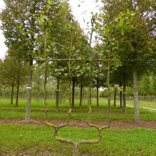 Malus domestica DELBARD ESTIVALE ('Delcorf')' – Malus domestica 'Delbarestivale'