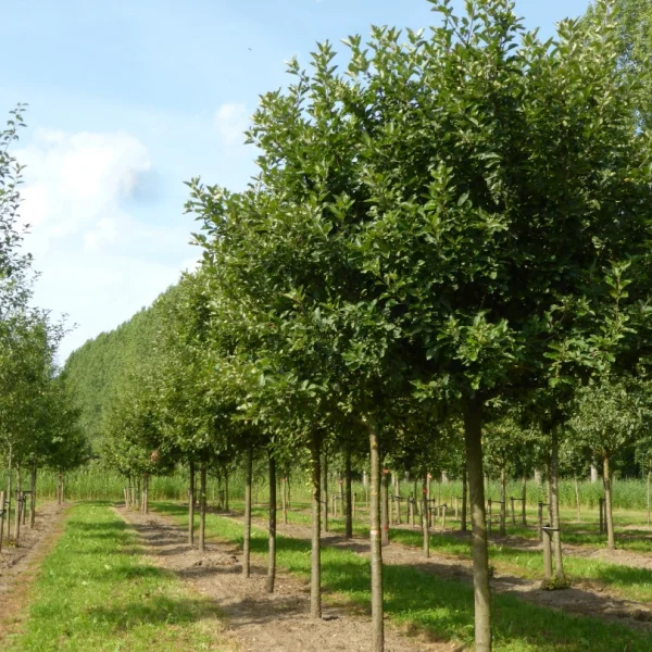 Malus domestica 'Discovery' – Malus 'Discovery'