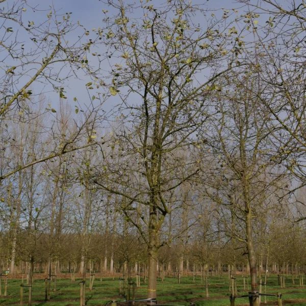 Malus domestica DUBBELE BELLEFLEUR ('Belle-Fleur Larche Mouche') – Malus domestica 'Dubbele Bellefleur'