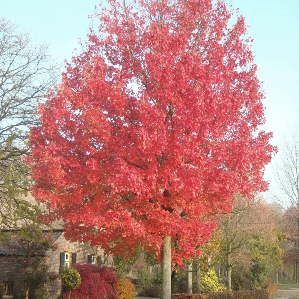 Acer rubrum RED SUNSET ('Franksred') – Acer rubrum RED SUNSET ('Franksred')