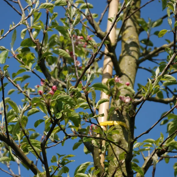 Malus domestica 'Elstar' – Malus 'Elstar'