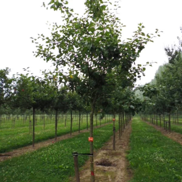 Malus domestica GOUDREINETTE ('Schone van Boskoop') – Malus 'Goudreinette'