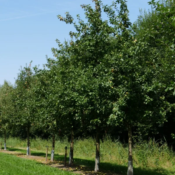 Malus domestica 'Jacques Lebel' – Malus domestica 'Jacques Lebel'