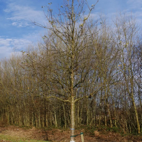 Malus domestica 'James Grieve' – Malus domestica 'James Grieve'