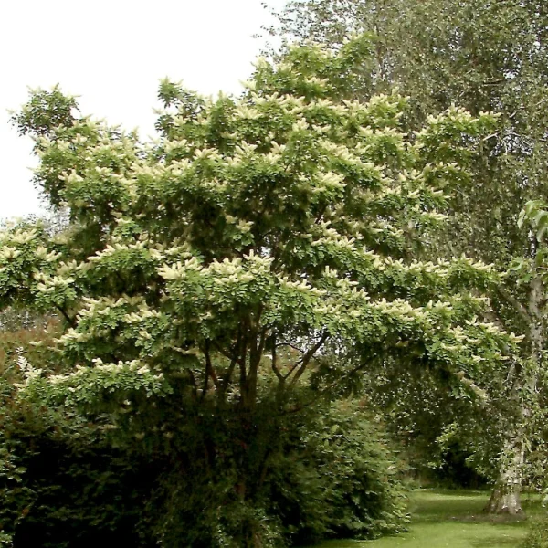 Maackia amurensis – Amur-Maackia