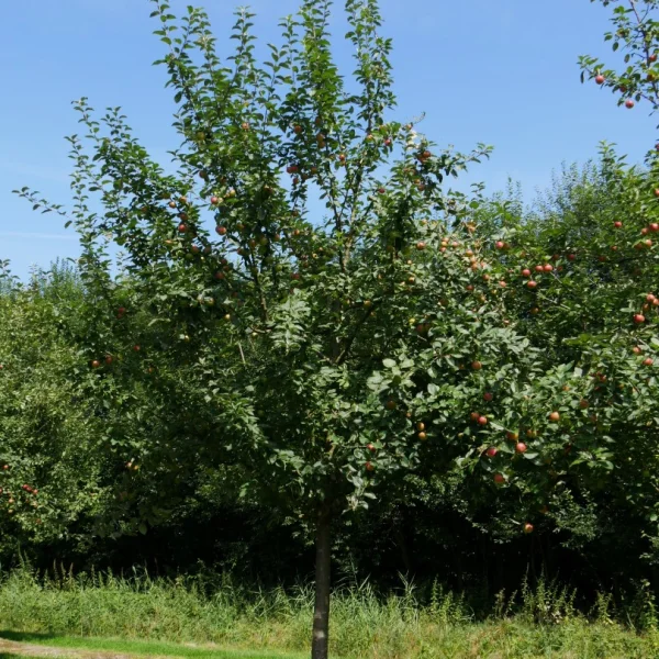 Malus domestica 'Kaiser Wilhelm' – Malus domestica 'Kaiser Wilhelm'