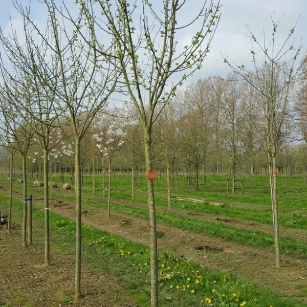 Malus domestica 'Keuleman' – Malus 'Keuleman'