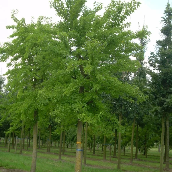 Maclura pomifera – Osagedorn