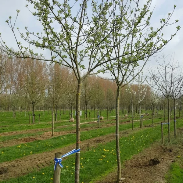 Malus domestica 'Melrose' – Malus 'Melrose'