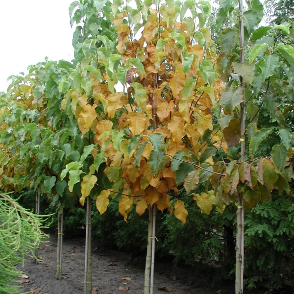 Magnolia acuminata – Gurkenmagnolia