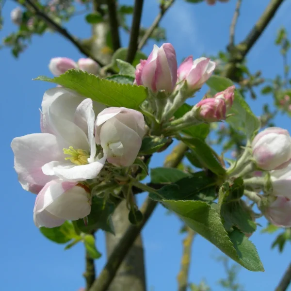 Malus domestica 'Notarisappel' – Malus 'Notarisappel'